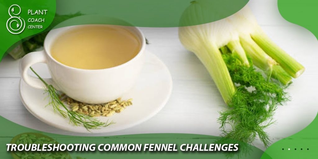 Troubleshooting Common Fennel Challenges