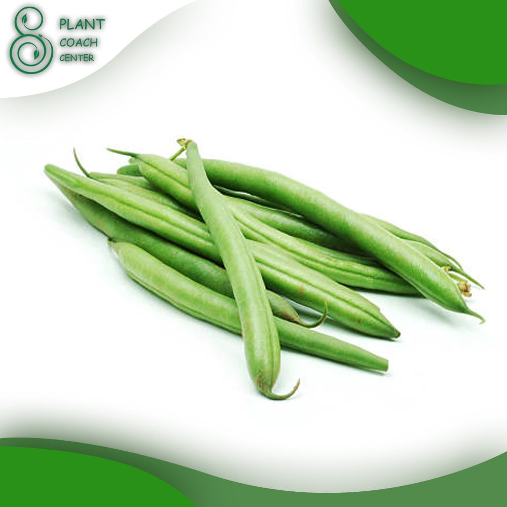 When to Plant French Beans