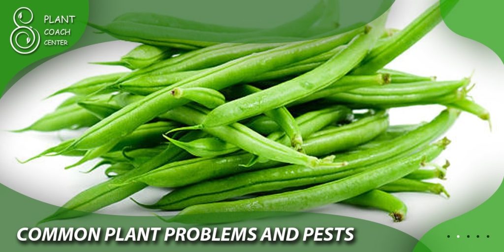 Common Plant Problems and Pests