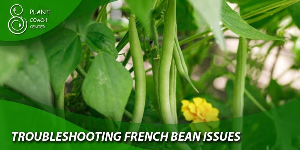 Troubleshooting French Bean Issues