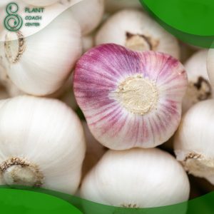 When to Plant Garlic Cloves