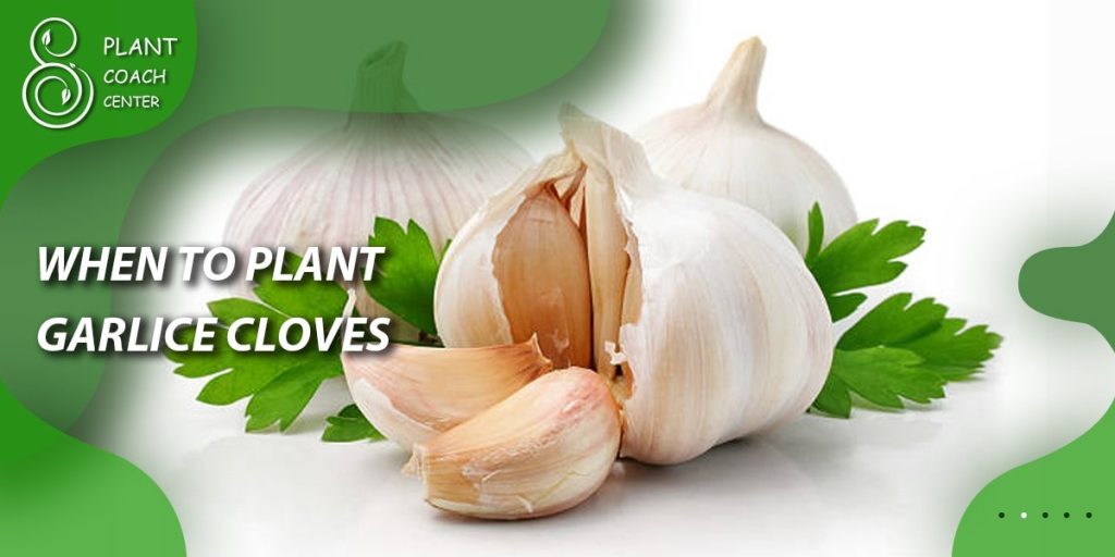 When to Plant Garlic Cloves