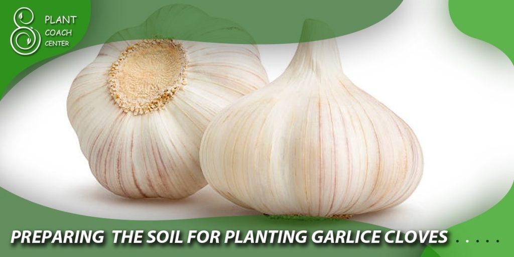 Preparing the Soil for Planting Garlic Cloves