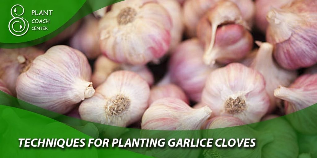 Techniques for Planting Garlic Cloves
