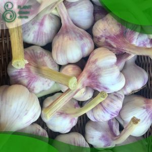 When to Plant Garlic in Virginia