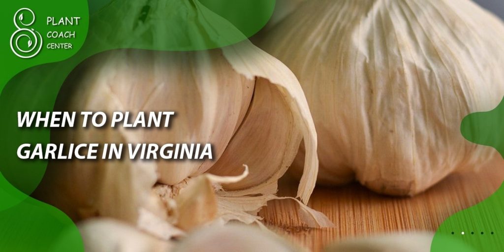 When to Plant Garlic in Virginia