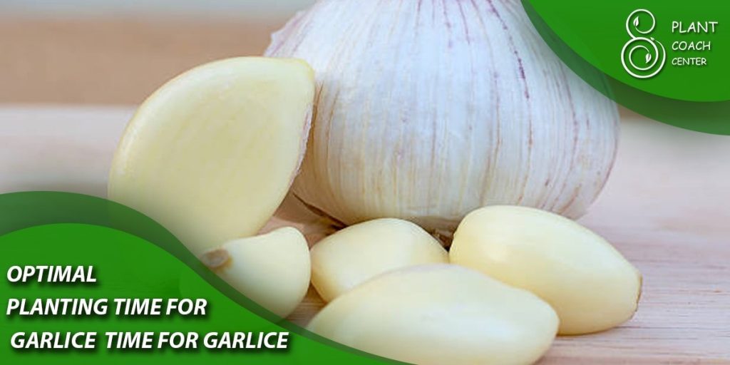 Optimal Planting Time for Garlic in Virginia