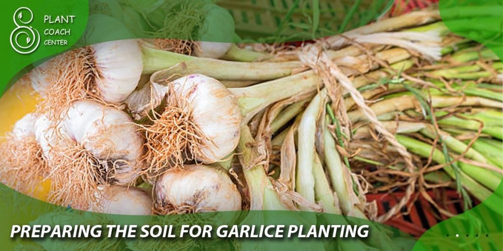 Preparing the Soil for Garlic Planting