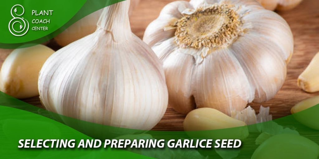 Selecting and Preparing Garlic Seed