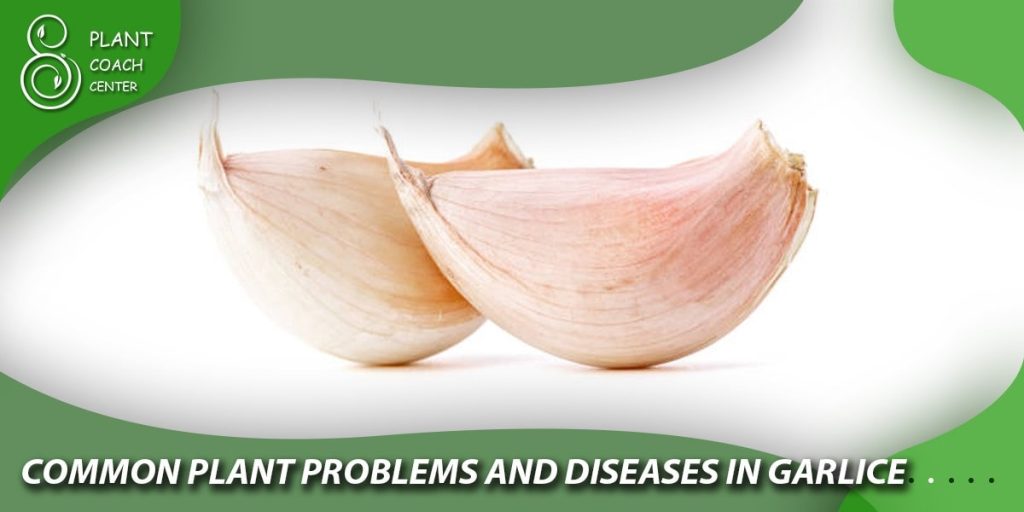  Common Plant Problems and Diseases in Garlic
