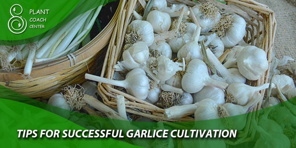 Tips for Successful Garlic Cultivation