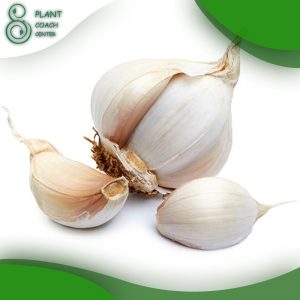 When to Plant Garlic Zone 6