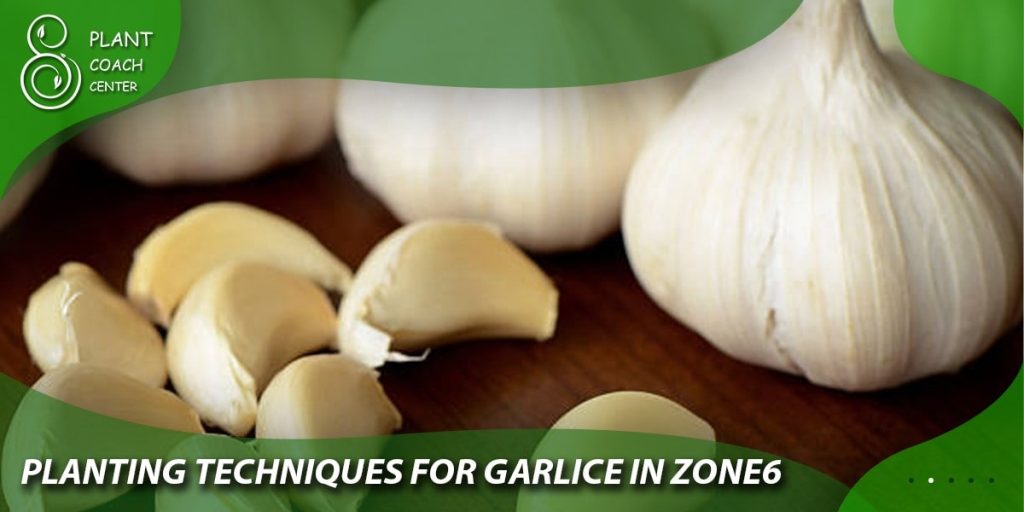  Planting Techniques for Garlic in Zone 6