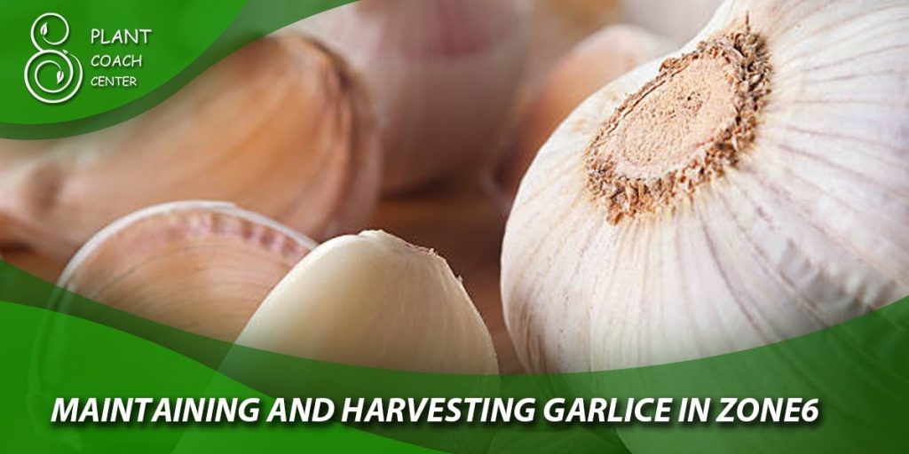 Maintaining and Harvesting Garlic in Zone 6