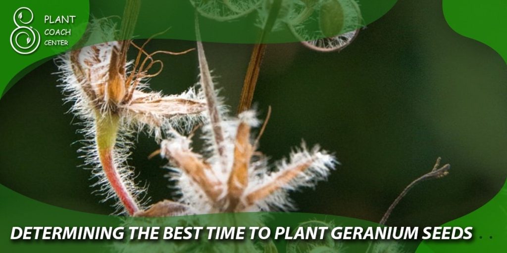 Determining the Best Time to Plant Geranium Seeds