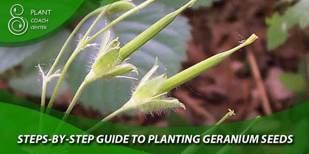  Step-by-Step Guide to Planting Geranium Seeds