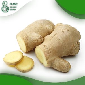 When to Plant Ginger