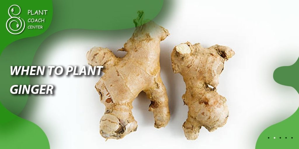 When to Plant Ginger