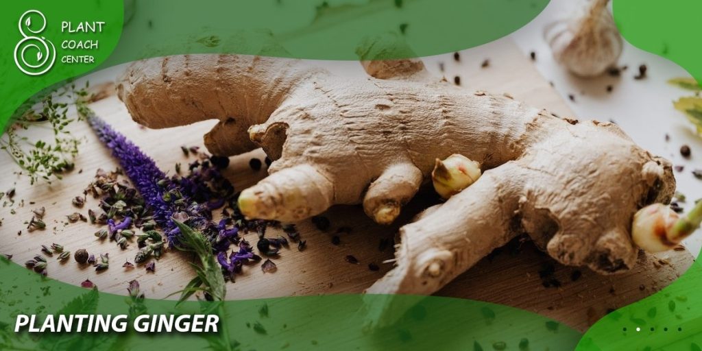 Planting Ginger: Steps and Techniques