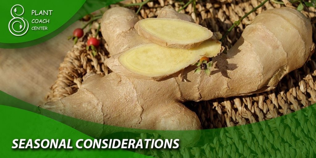 Seasonal Considerations: When to Plant Ginger