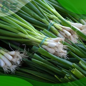 When to Plant Green Onions