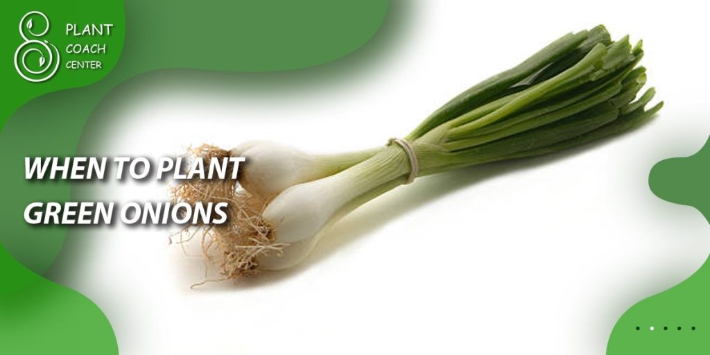 When to Plant Green Onions