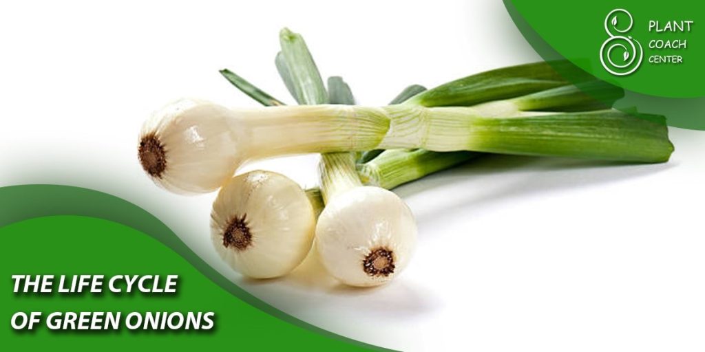 The Life Cycle of Green Onions: