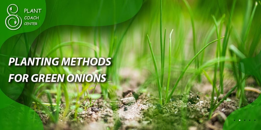 Planting Methods for Green Onions