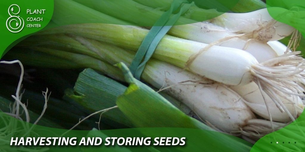 Harvesting and Storing Seeds: