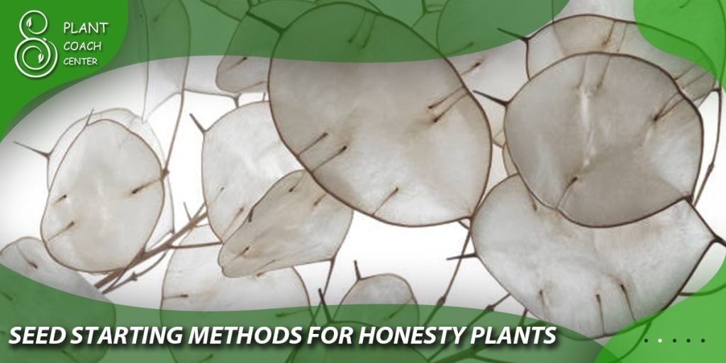 Seed Starting Methods for Honesty Plants