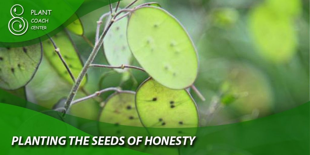 Planting the Seeds of honesty