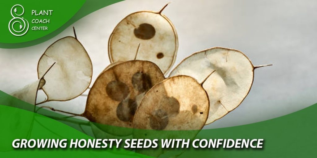 Growing Honesty Seeds with Confidence