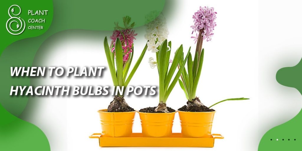 When to Plant Hyacinth Bulbs in Pots