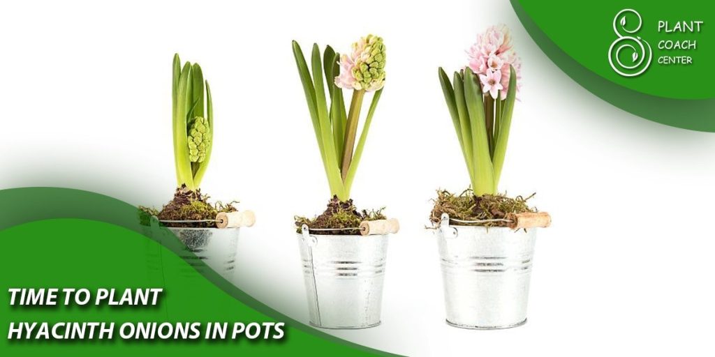Time to plant Hyacinth Bulbs in Pots