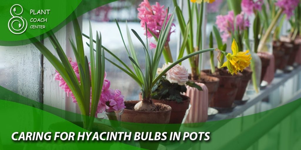 Caring for Hyacinth Bulbs in Pots