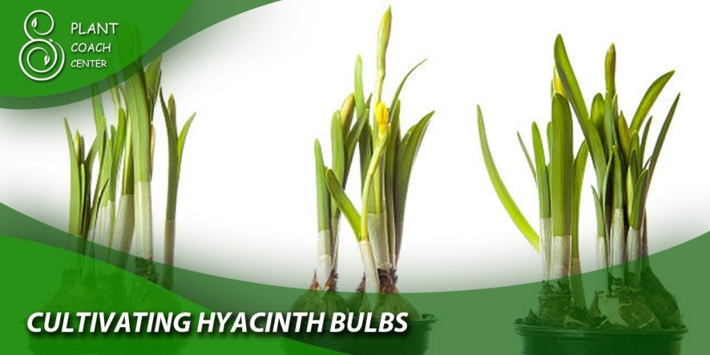 Cultivating Hyacinth Bulbs