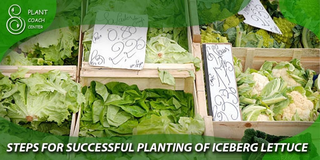 Steps for Successful Planting of Iceberg Lettuce