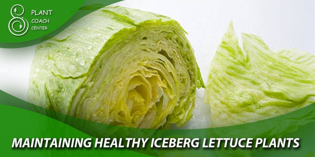 Maintaining Healthy Iceberg Lettuce Plants