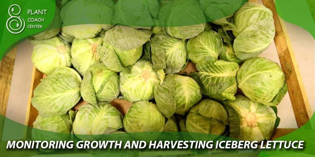 Monitoring Growth and Harvesting Iceberg Lettuce