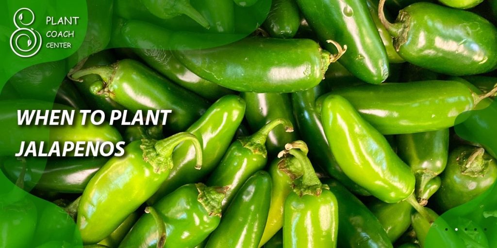 When to Plant Jalapenos