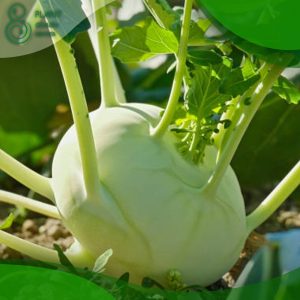 When to Plant Kohlrabi