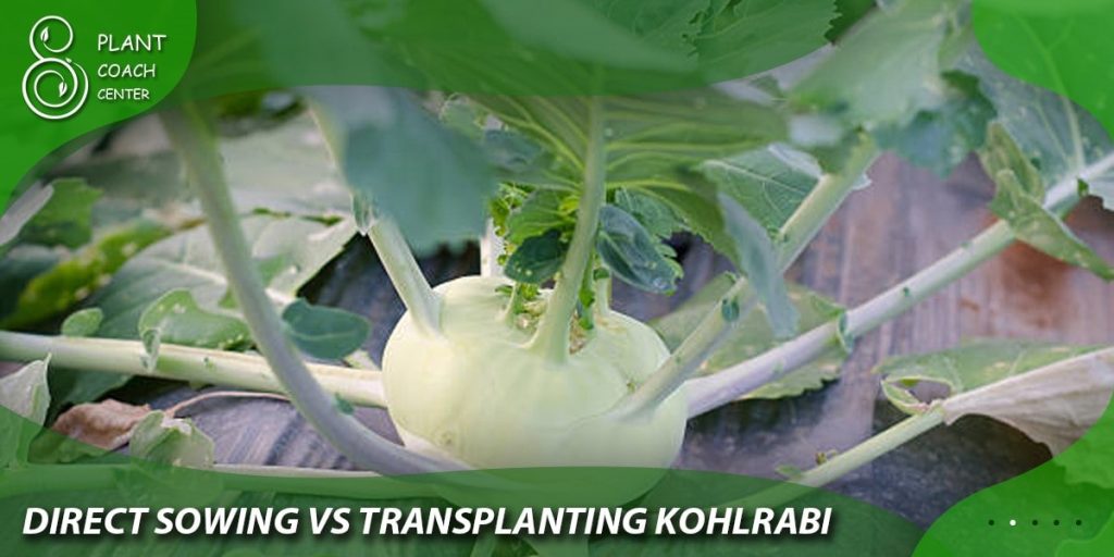 Direct Sowing vs. Transplanting Kohlrabi