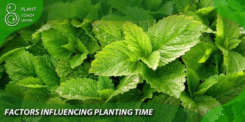 Factors Influencing Planting Time