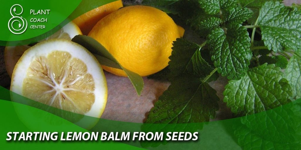 Starting Lemon Balm from Seeds