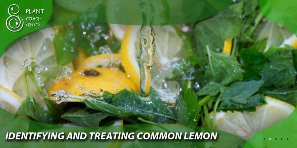 Identifying and Treating Common Lemon Balm Issues