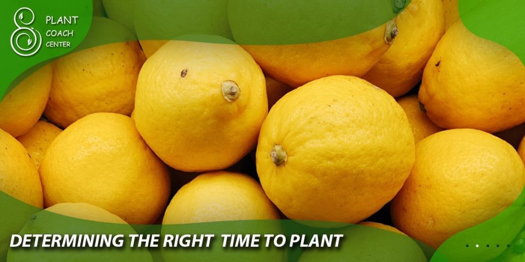 Determining the Right Time to Plant Lemon Seeds