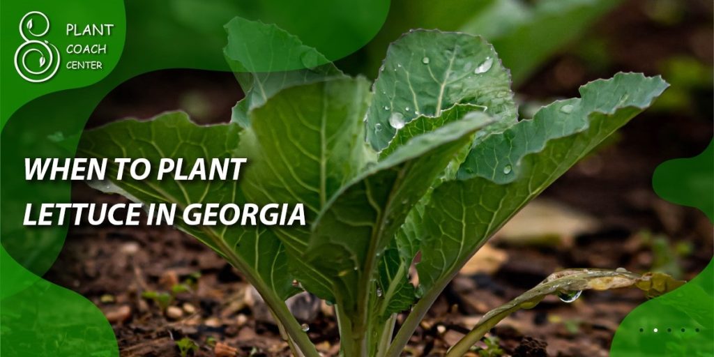 When to Plant Lettuce in Georgia