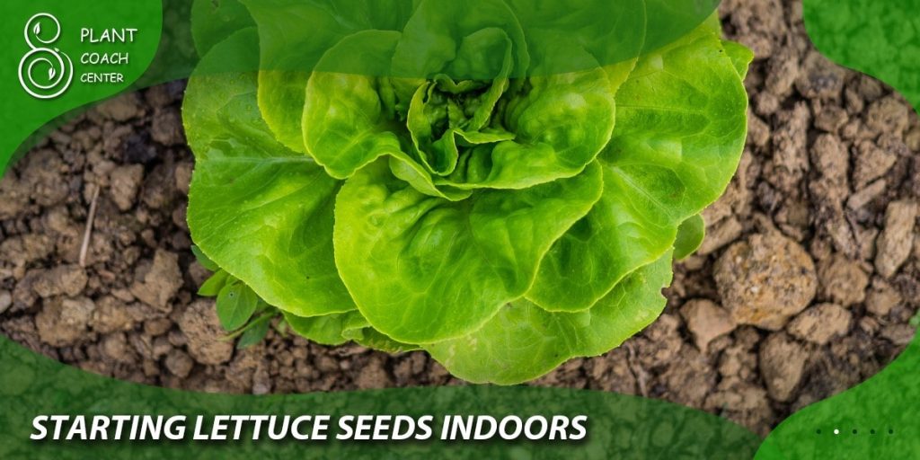 Starting Lettuce Seeds Indoors