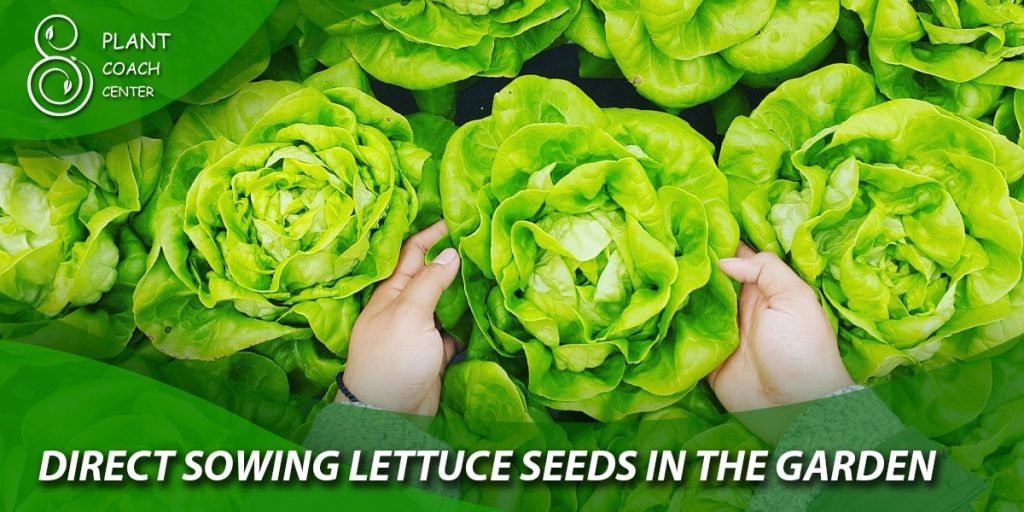  Direct Sowing Lettuce Seeds in the Garden