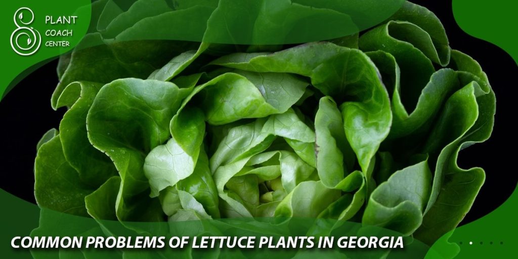  Common Lettuce Plant Problems in Georgia